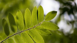 Pihlaja ei valloita vaan tarkkailee: 11.09.2018 00.01