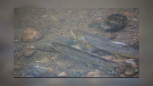 Lokalt live: Hagabäckens rör rasar: 10.09.2018 15.26