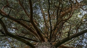 Mänty voi elää kauemmin kuin ihmisten valtakunnat: 11.09.2018 00.01