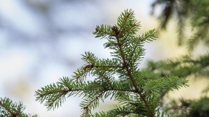 Kuusi vartioi maiseman reunaa: 11.09.2018 00.01