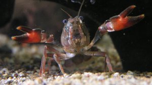 Lokalt live: Signalkräftan invaderar Hagabäckens nedre lopp: 10.09.2018 16.18