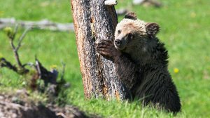 Yellowstone: 15.09.2018 06.00