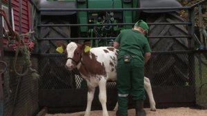 Nuori karjapaimen: 17.09.2018 19.56