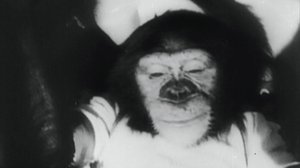 1961 Avaruussimpanssi Ham: 16.09.2018 17.56