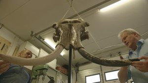 Kuinka mammutin luuranko kootaan (S): 20.09.2018 15.05