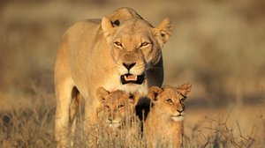 Kahden kauppa: 01.10.2018 06.00