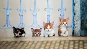 Istanbulin kissat: 01.10.2018 06.00