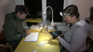 Luonto lähellä: Valassaaret: 01.10.2018 09.15