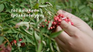 Paavo Halosen pihlajat: 04.10.2018 12.00