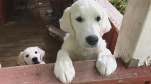 Kuinka hyvin eläimet voivat Suomessa?: 07.10.2018 20.00