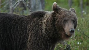 Luontokuvausta vesikirpuista revontuliin: 06.10.2018 18.01