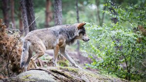 Lokalt live: Solfborna protesterar mot varg: 07.10.2018 13.08