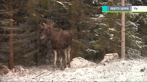 Yle Uutiset selkosuomeksi: 11.10.2018 15.05
