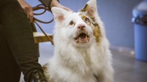 Pertsa-koira hätäverenluovutuksessa: 18.10.2018 00.01