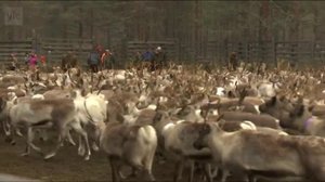 Yle Uutiset Pohjois-Suomi 19-10-2018 Klo 18-22: 19.10.2018 17.52