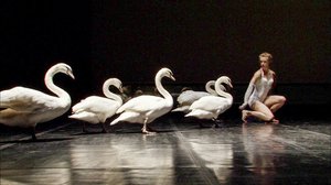 Tanssii joutsenien kanssa: 21.10.2018 15.22