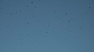 Luonto lähellä: 22.10.2018 08.40