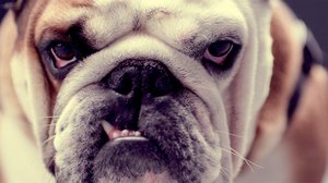 Prisma: Koirien salainen elämä: 29.10.2018 06.00