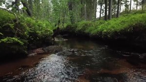 Luonto lähellä: Purojen elvytys: 29.10.2018 08.58