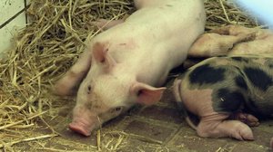 Diabeetikkosiat (S): 31.10.2018 19.53