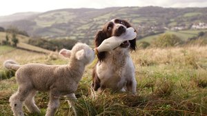 Prisma: Koirien salainen elämä: 05.11.2018 06.00