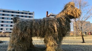 Nelimetrinen kekripukki roihuaa Kajaanissa: 03.11.2018 19.03