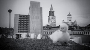 Svenska Yle live: Vad heter "bihålor" på finska?: 05.11.2018 15.47