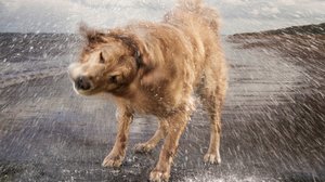 Prisma: Koirien salainen elämä: 12.11.2018 06.00