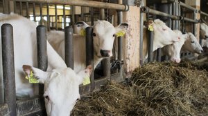 Kirja ja karja, vankila uskoo sivistykseen: 13.11.2018 00.01