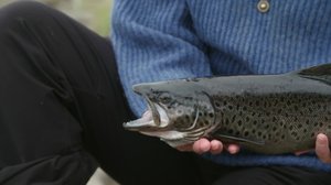 Fysiikka: 17.11.2018 09.20