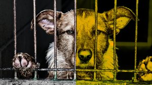 Docstop: Sairaan kaunis koira: 19.11.2018 06.00