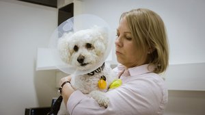 Manu-koira pissaa verta: 22.11.2018 00.01