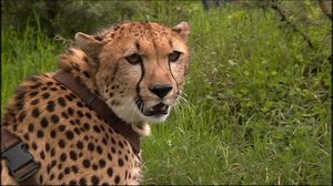 Elämäni eläimet: Eläinsairaalassa: 23.11.2018 11.30