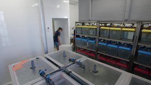 Kalanpoikasten turvattu kasvu (S): 23.11.2018 13.15