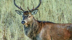 Isokauriin kiima-aika: 25.11.2018 06.00