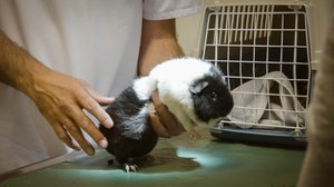 Aggressiivinen Viuhti-marsu: 22.11.2018 00.01