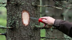 Puu turpoaa sateella ja kutistuu helteellä luultua enemmän: 22.11.2018 10.38