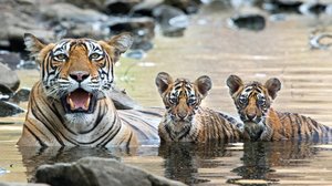 Avara luonto: Villinä varttuminen: 26.11.2018 06.00