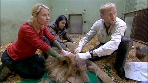 Elämäni eläimet: Eläinsairaalassa: 30.11.2018 11.30