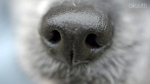 Apua eläimiltä: 02.12.2018 06.00