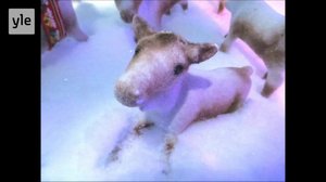 4. Guful-goaskki Juovlakaleandar: Čearpmat-Čuoi obbasis: 04.12.2018 06.00