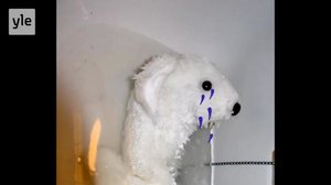 8. Guful-kuäʹsǩǩ Jooulkaʹlndre: Puõiddi kuuhlaž : 08.12.2018 06.00