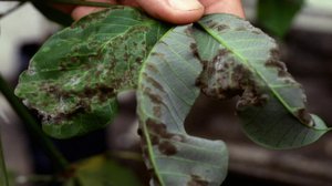 Kamppailu kumipuista (S): 05.12.2018 19.52