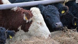 Lokalt live: Kom med  och säg  hej till de första dikorna på Axxell Brusaby: 05.12.2018 11.38