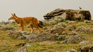 Avara luonto: Afrikan kadonneet sudet: 08.12.2018 18.45