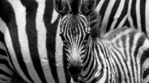 Avara luonto: Seepra nimeltä Punda: 15.12.2018 06.00