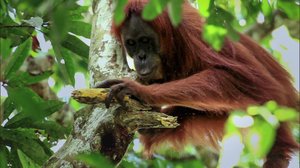 Orangin tarina: 22.12.2018 06.00