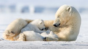 Avara luonto: Jääkarhuperheen vuosi: 24.12.2018 06.00