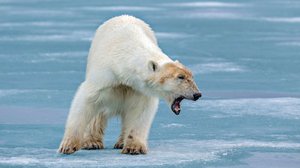 Vuodenaikojen otteessa: 25.12.2018 08.05