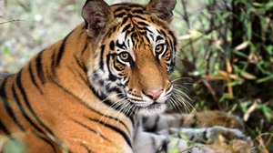 Piiloleikki: 26.12.2018 08.05